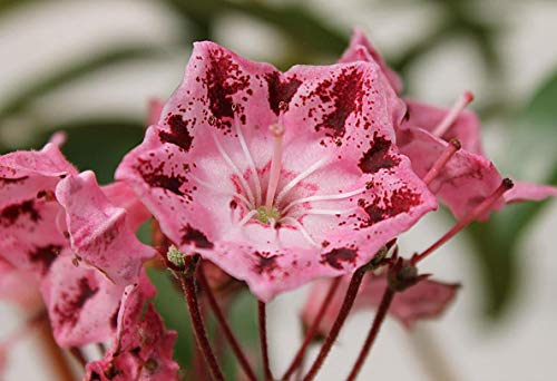 Kalmia latifolia Moyland - Lorbeerrose Moyland - Berglorbeer - von Baumschule Pflanzenvielfalt