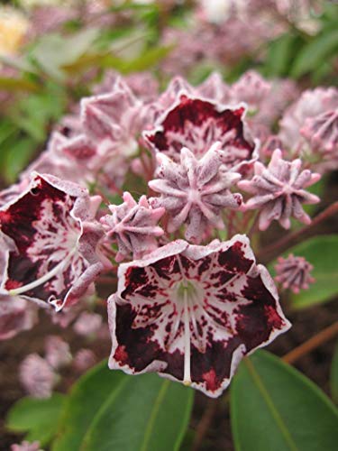 Kalmia latifolia Sterntaler - Lorbeerrose - Berglorbeer Sterntaler - von Baumschule Pflanzenvielfalt