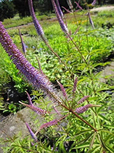 Kandelaber-Ehrenpreis Fascination - Veronica virginica Fascination Verpackungseinheit 1 Kandelaber-Ehrenpreis Fascination - Veronica virginica Fascination Verpackungseinheit 1 von Baumschule Pflanzenvielfalt