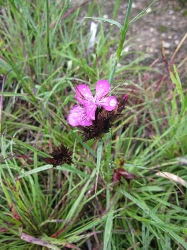 Karthäusernelke - Dianthus carthusianorum - Steinnelken Stückzahl Rabatt 3er-Paket von Baumschule Pflanzenvielfalt