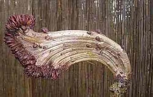 Kastanie Aesculus hippocastanum Monstrosa - Monsterkastanie - Rosskastanie von Baumschule Pflanzenvielfalt