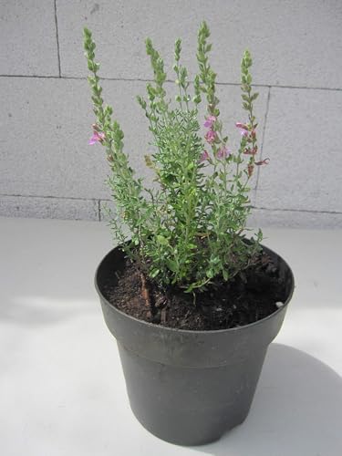 Katzengamander - Teucrium marum - Katzenthymian von Baumschule Pflanzenvielfalt