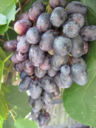 Kernlose Weintraube Magdalena - Vitis vinifera Magdalena von Baumschule Pflanzenvielfalt