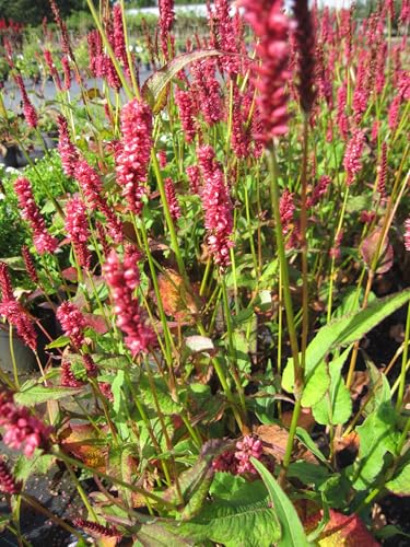 Kerzen-Knöterich Delgado Macho - Persicaria amplexicaulis Delgado Macho von Baumschule Pflanzenvielfalt