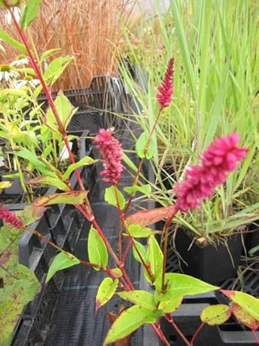 Kerzen-Knöterich Speciosa - bistorta amplexicaulis speciosa Stückzahl Rabatt 3er-Paket von Baumschule Pflanzenvielfalt