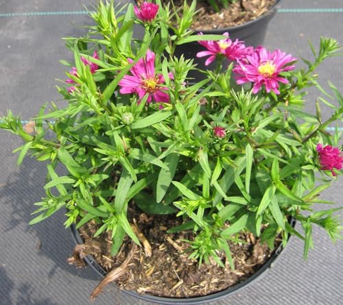 Kissen-Aster Granat - Aster dumosus - Herbstaster von Baumschule Pflanzenvielfalt
