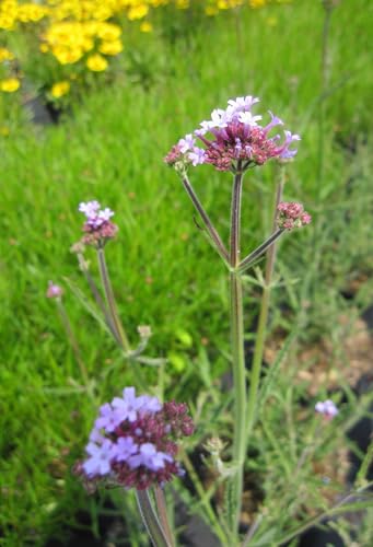 Kleines Patagonisches Eisenkraut Royal Dreams - Verbena bonariensis Royal Dreams von Baumschule Pflanzenvielfalt