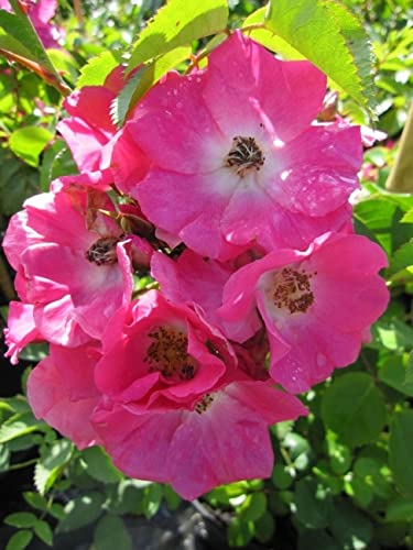 Kletterrose American Pillar ® - Rosa American Pillar ® - rosa-weiß - Ramblerrose von Baumschule Pflanzenvielfalt