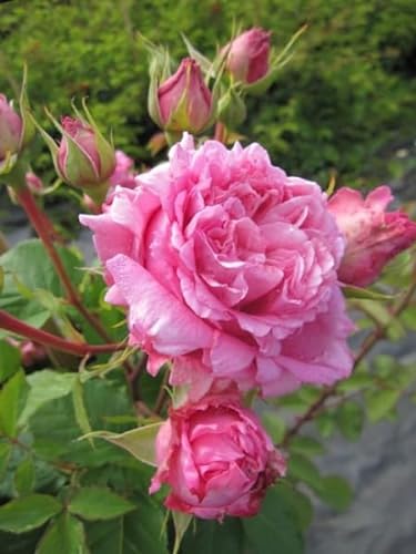 Kletterrose Bienvenue® - Rosa Bienvenue® - Delbard-Rose von Baumschule Pflanzenvielfalt
