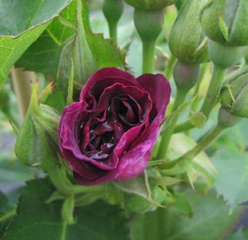 Kletterrose Bridge of Stars ® - Rosa Bridge of Stars ® - violett - Duft+ - Harkness-Rose von Baumschule Pflanzenvielfalt