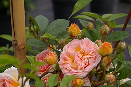 Kletterrose Ghislaine de Feligonde® - Rosa Ghislaine de Feligonde® - gelborange-apricot - Duft+ - Ramblerrose von Baumschule Pflanzenvielfalt