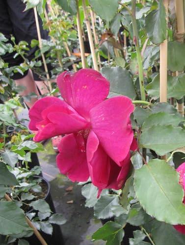 Kletterrose Guinee - Rosa Guinee - Mallerin Rose - stark duftend von Baumschule Pflanzenvielfalt