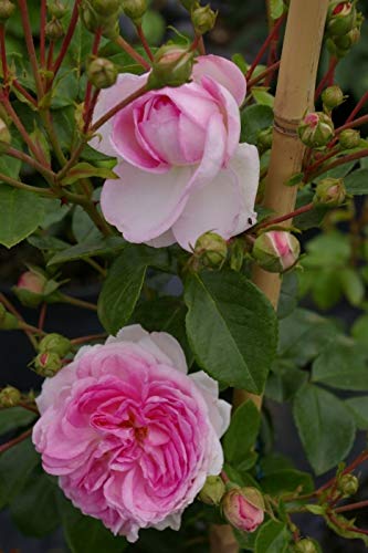 Kletterrose Jasmina® - Rosa - Duft++ - Kordes-Rose - ADR-Rose von Baumschule Pflanzenvielfalt