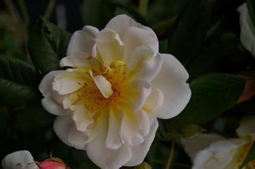 Rosa Madame Alfred Carriere® - Kletterrose - Schwartz Rose - Ramblerrose von Baumschule Pflanzenvielfalt