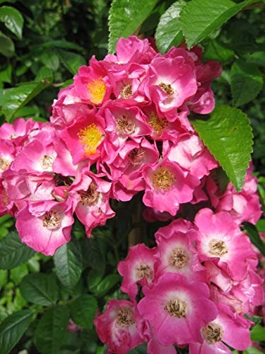 Kletterrose Maria Lisa - Rosa Maria Lisa - rosa-weiß - Duft+ - Ramblerrose von Baumschule Pflanzenvielfalt