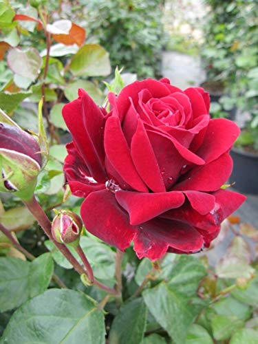 Kletterrose Naheglut® - Rosa - samtiges dunkelrot - Duft+++ -Poulsen-Rose von Baumschule Pflanzenvielfalt