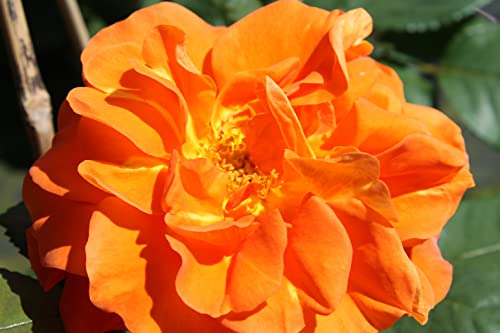 Kletterrose Orange Dawn - Duft - Rosa Orange Dawn von Baumschule Pflanzenvielfalt