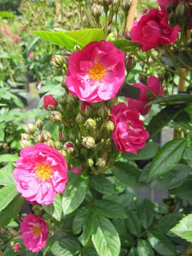 Kletterrose Perfumy Siluetta ® - Rosa Perfumy Siluetta ® - Ramblerrose - ADR Rose - Kordes Rose von Baumschule Pflanzenvielfalt
