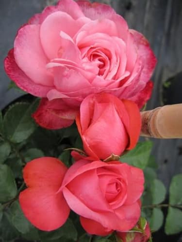 Kletterrose Rosanna® - Rosa Rosanna® - lachsrosa - Duft+ - Kordes-Rose von Baumschule Pflanzenvielfalt
