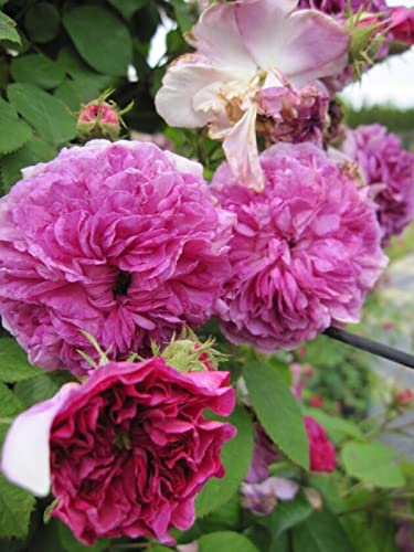 Kletterrose Russeliana® - Rosa Russeliana® - Ramblerrose - violettrot - Duft+ von Baumschule Pflanzenvielfalt