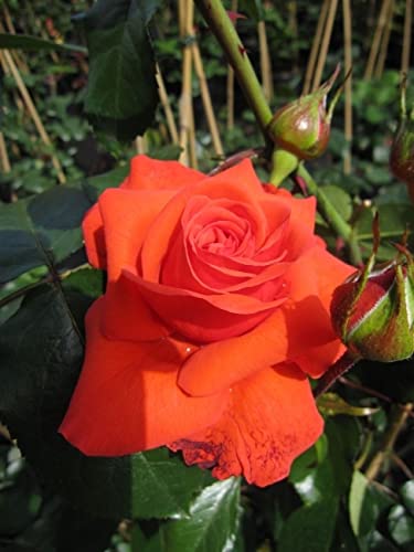 Kletterrose Salita® - Rosa Salita® von Baumschule Pflanzenvielfalt