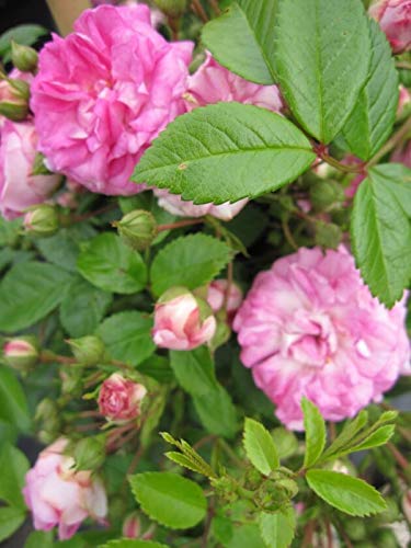 Kletterrose Super Dorothy® - Rosa Super Dorothy® - rosa - Ramblerrose von Baumschule Pflanzenvielfalt