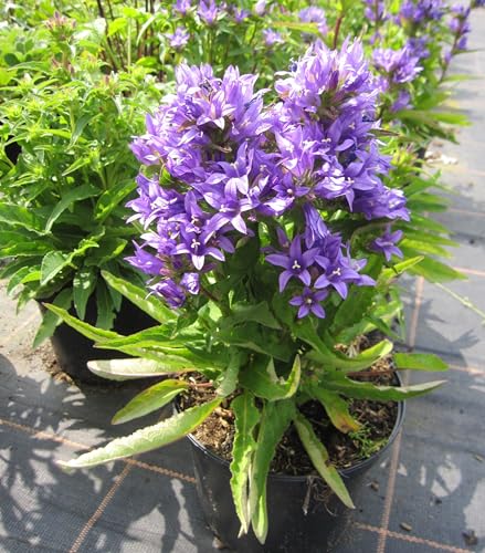 Knäuel-Glockenblume Acaulis - Campanula glomerata Acaulis von Baumschule Pflanzenvielfalt