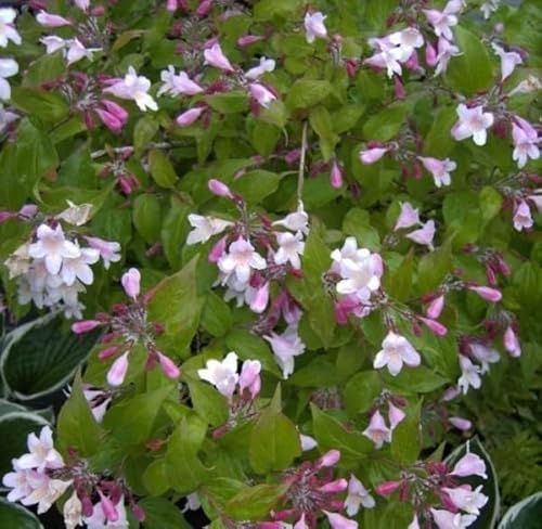 Kolkwitzia amabilis - Perlmuttstrauch - duftend von Baumschule Pflanzenvielfalt