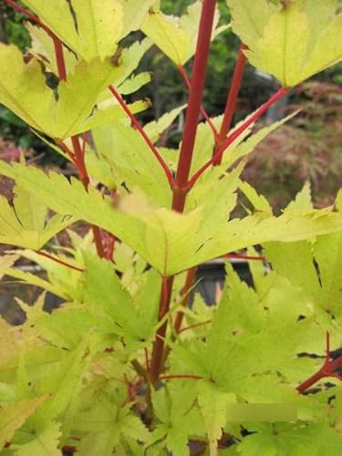 Korallenrinden-Ahorn Sango-Kaku - Ahorn palmatum Sango-Kaku 60-80 Korallenrinden-Ahorn Sango-Kaku - Ahorn palmatum Sango-Kaku 60-80 von Baumschule Pflanzenvielfalt