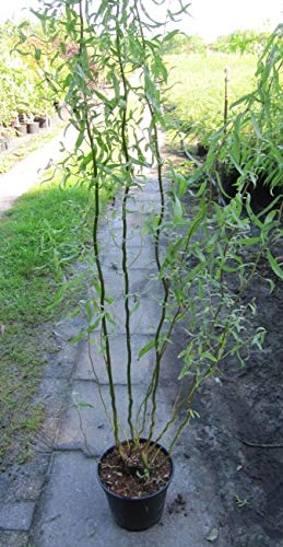 Korkenzieher Weide Tortuosa - Salix matsudana Tortuosa von Baumschule Pflanzenvielfalt