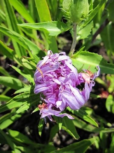 Kornblumenaster - Stokesia laevis - Blumenstaude Stückzahl Rabatt 3er-Paket von Baumschule Pflanzenvielfalt