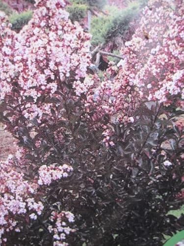 Kreppmyrte Kräuselmyrte - Lagerstroemia Indica Burgundy Cotton 60-80 von Baumschule Pflanzenvielfalt