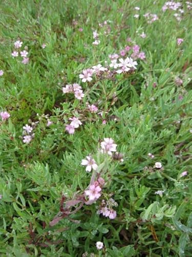 Kriechendes Garten-Schleierkraut Rosea - Teppich-Schleierkraut - Gypsophyla repens Rosea Stückzahl Rabatt Einzelpreis von Baumschule Pflanzenvielfalt