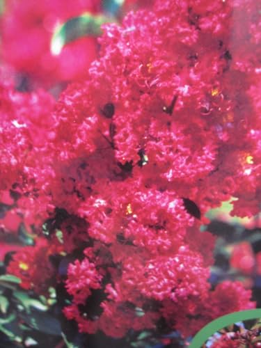 Lagerstroemia indica Dynamite ® - Chinesische Kräuselmyrte - 40-60cm von Baumschule Pflanzenvielfalt