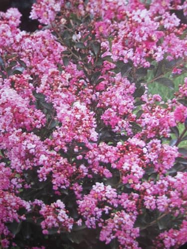 Lagerstroemia indica Hopi - Chinesische Kräuselmyrte - 60-80 von Baumschule Pflanzenvielfalt
