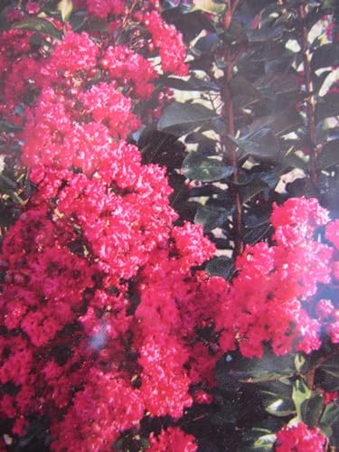 Lagerstroemia indica Pink Velour - Chinesische Kräuselmyrte - 40-60cm von Baumschule Pflanzenvielfalt