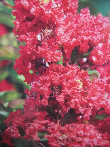Lagerstroemia indica Ruffled Red Magic ® - Chinesische Kräuselmyrte - 40-60cm von Baumschule Pflanzenvielfalt