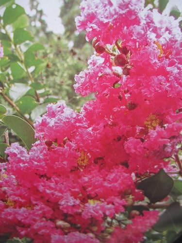 Lagerstroemia indica Seminole - Chinesische Kräuselmyrte - 40-60cm von Baumschule Pflanzenvielfalt