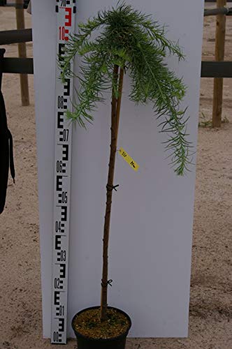 Larix decidua Stiff Wheeper - Japanische Hängelärche Stiff Wheeper von Baumschule Pflanzenvielfalt