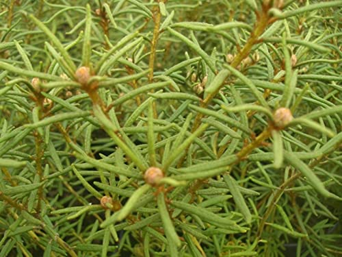 Ledum palustre Linearifolium - Sumpfporst Linearifolium - 30-40 cm von Baumschule Pflanzenvielfalt