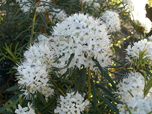 Ledum palustre - Sumpfporst - 20-30 cm von Baumschule Pflanzenvielfalt