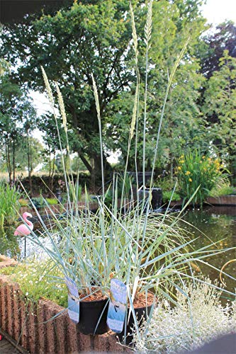 Leymus arenarius Strandroggen Blaue Düne Leymus arenarius Strandroggen Blaue Düne von Baumschule Pflanzenvielfalt