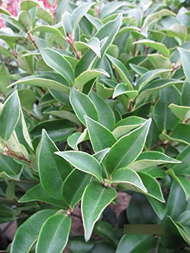 Ligustrum japonicum Koran Dwarf - Zwergliguster Korean Dwarf von Baumschule Pflanzenvielfalt