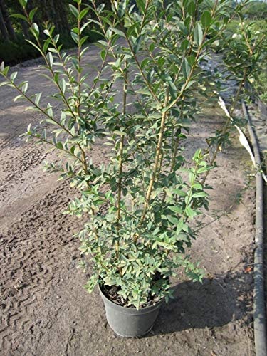Ligustrum vulgare Atrovirens - Schwarzgrüner Liguster - Gewöhnlicher Liguster Verpackungseinheit 10 von Baumschule Pflanzenvielfalt