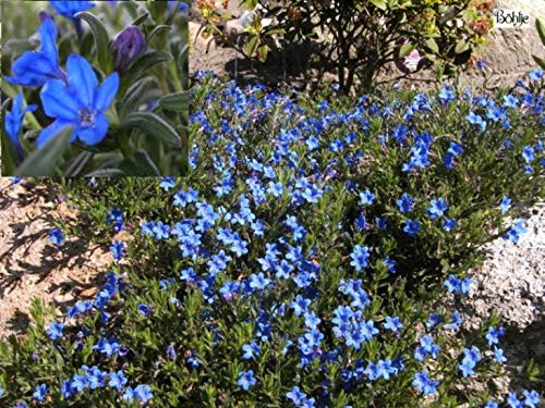 Lithodora diffusa 'Heavenly Blue' von Baumschule Pflanzenvielfalt