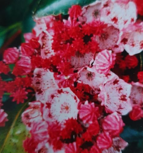 Lorbeerrose - Berglorbeer Bandeau - Kalmia latifolia Bandeau - 30-40cm von Baumschule Pflanzenvielfalt