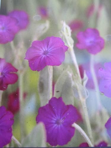 Lychnis caronaria - Vexiernelke - Kronenlichtnelke - Kranzlichtnelke Stückzahl Rabatt Einzelpreis von Baumschule Pflanzenvielfalt