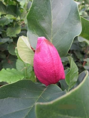 Magnolia March Till Frost - Tulpenmagnolie March - 80-100 von Baumschule Pflanzenvielfalt