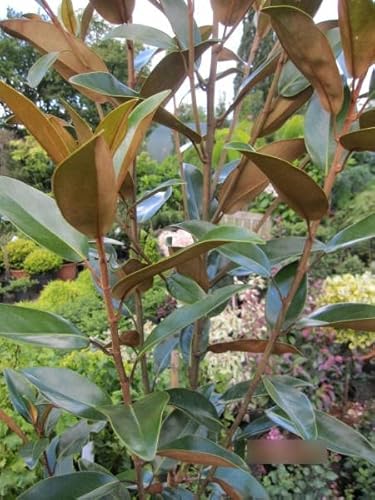 Magnolia grandiflora Alta - Magnolie Alta - 125-150 von Baumschule Pflanzenvielfalt
