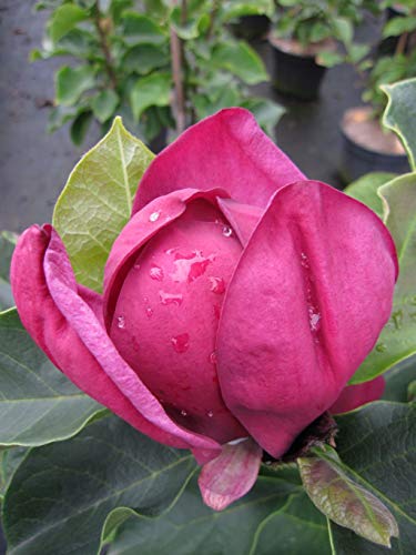Magnolie Genie ® - Magnolia x soulangiana - Tulpenbaum - Blütengehölz - duftend - 100-125cm von Baumschule Pflanzenvielfalt